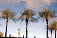 Palm Tree Reflection