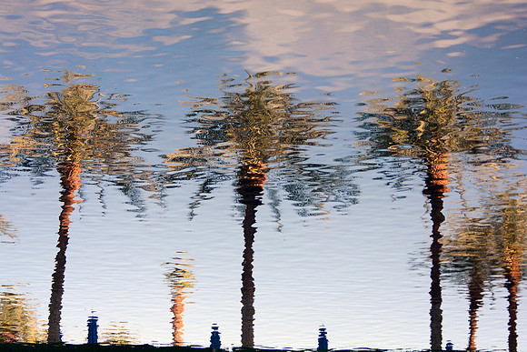 Palm Tree Reflection