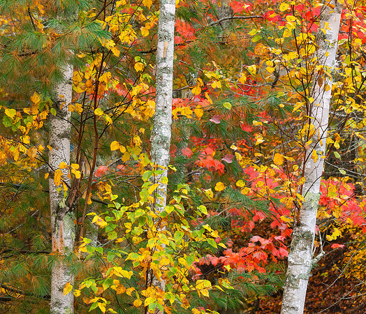 Paper Birch and Red Maple
