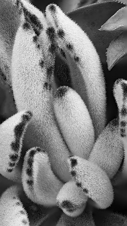 Fuzzy