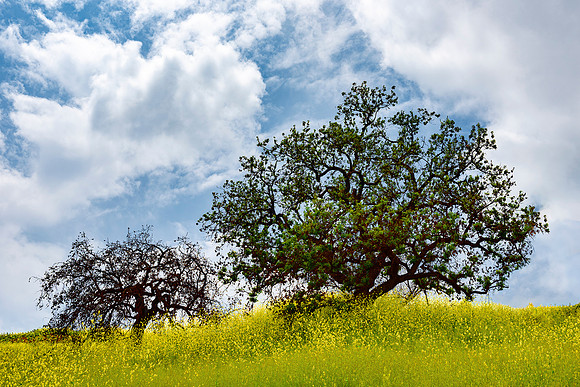 Oaks and Mustard