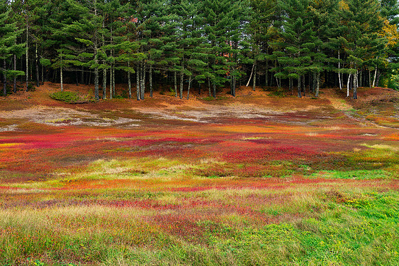 Wild Blueberry Field