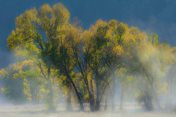 Cottonwoods and Dust