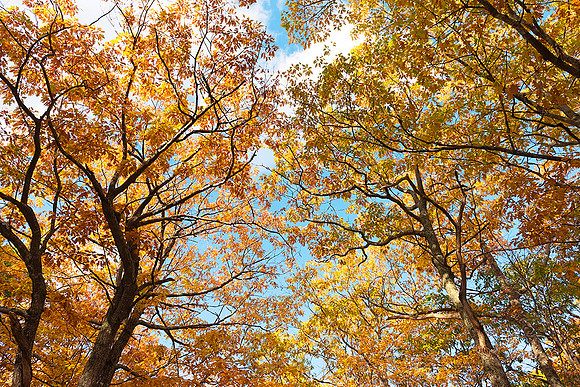 Canopy