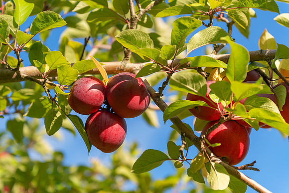 Apples