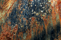 Lichen That Rust