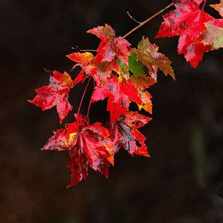 Maple Leaves
