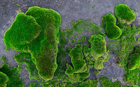 Moss Islands